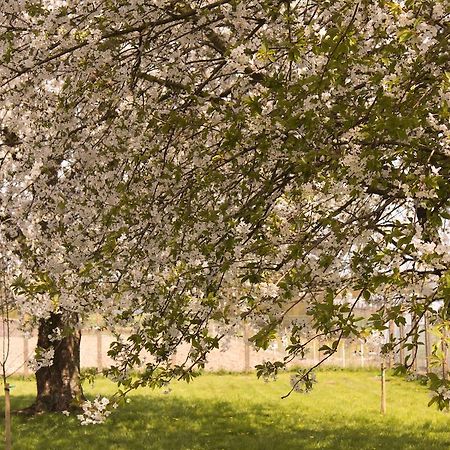 B&B Den Boomgaard Moorsel ภายนอก รูปภาพ